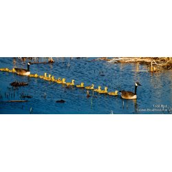 Lengthy Parade - Panoramic