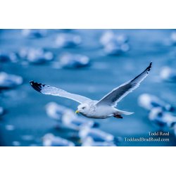 Into the Blue