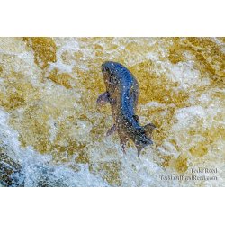 Life Leap