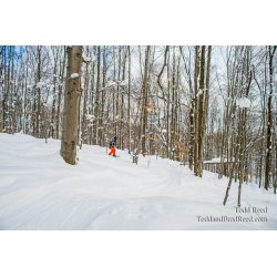 Michigan Glades