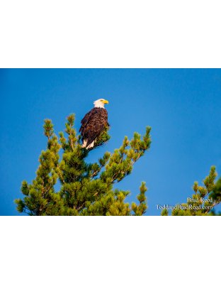 Protecting the Family