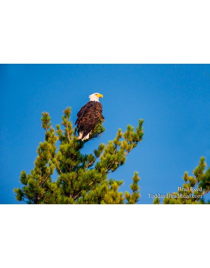 Protecting the Family