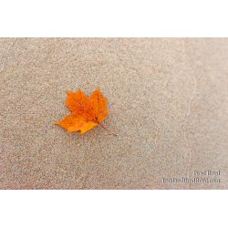 Fleeting Moment