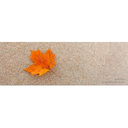 Fleeting Moment - Panoramic