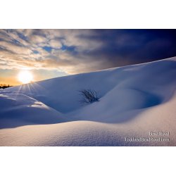 Winter Surprise