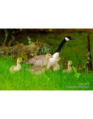 Cruising the Shoreline