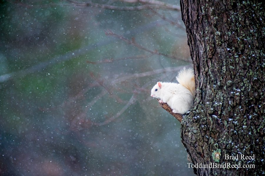 White Christmas Eve