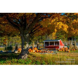 Roadside Stand