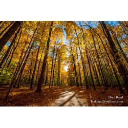 Anderson Road Fall Color