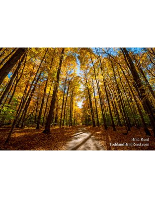 Anderson Road Fall Color