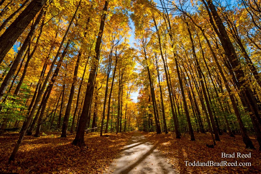 Anderson Road Fall Color