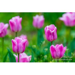 Holland Beauties