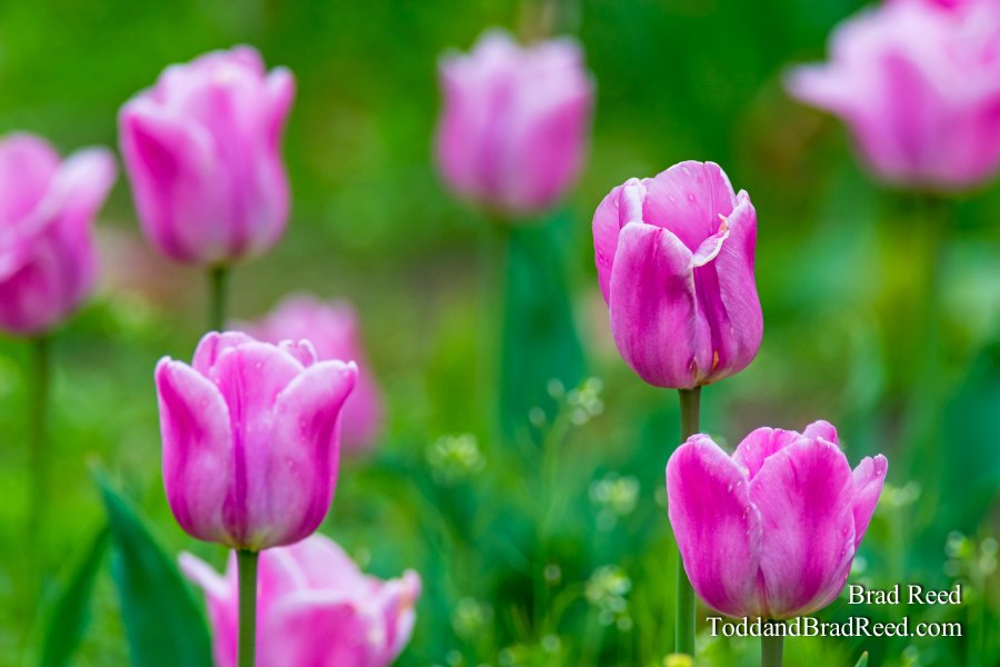 Holland Beauties