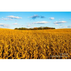 Kent County Corn