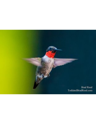 Ruby Throated Hummingbrd