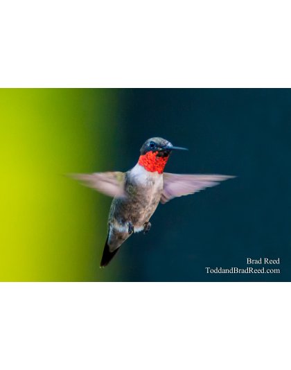 Ruby Throated Hummingbrd