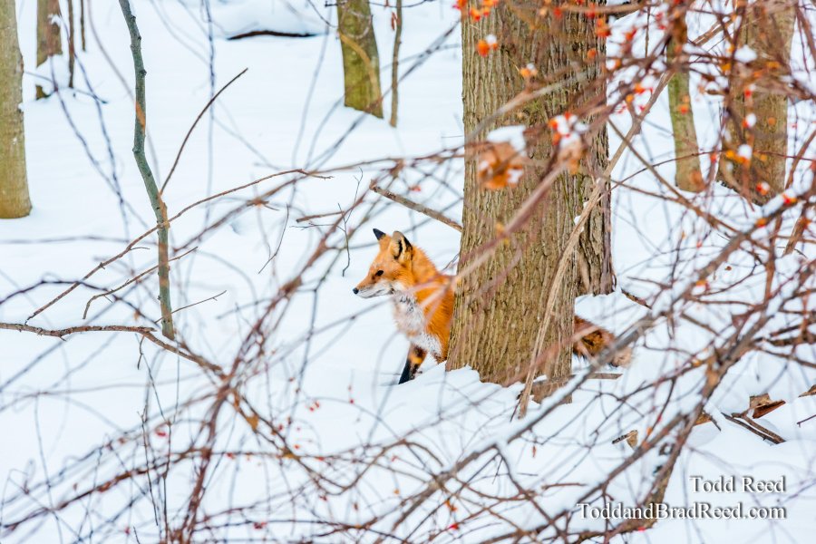Winter Hunt