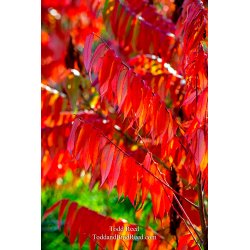 Dancing Sumac