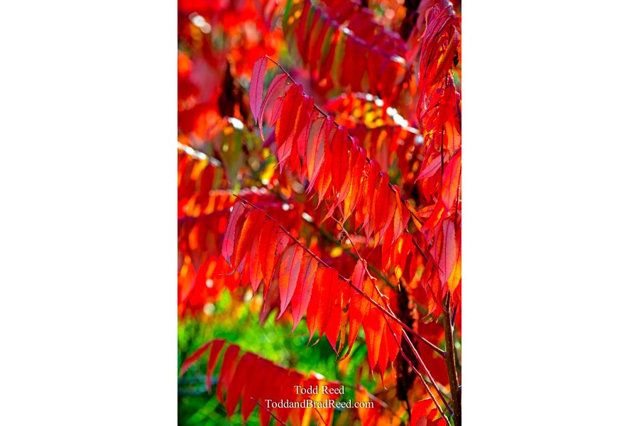 Dancing Sumac