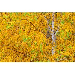 Birch Gold
