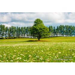 End of Summer Breeze