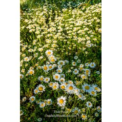 Daisies Gone Wild