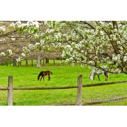 Springing to Life