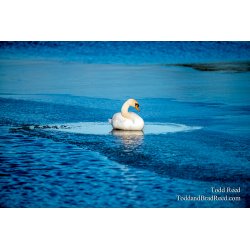 On Thin Ice