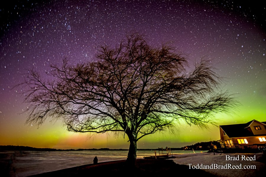 Tree of Light