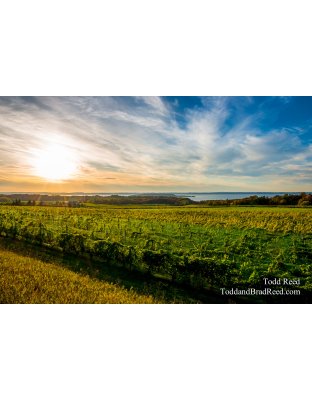 Grand Traverse Vinyard View