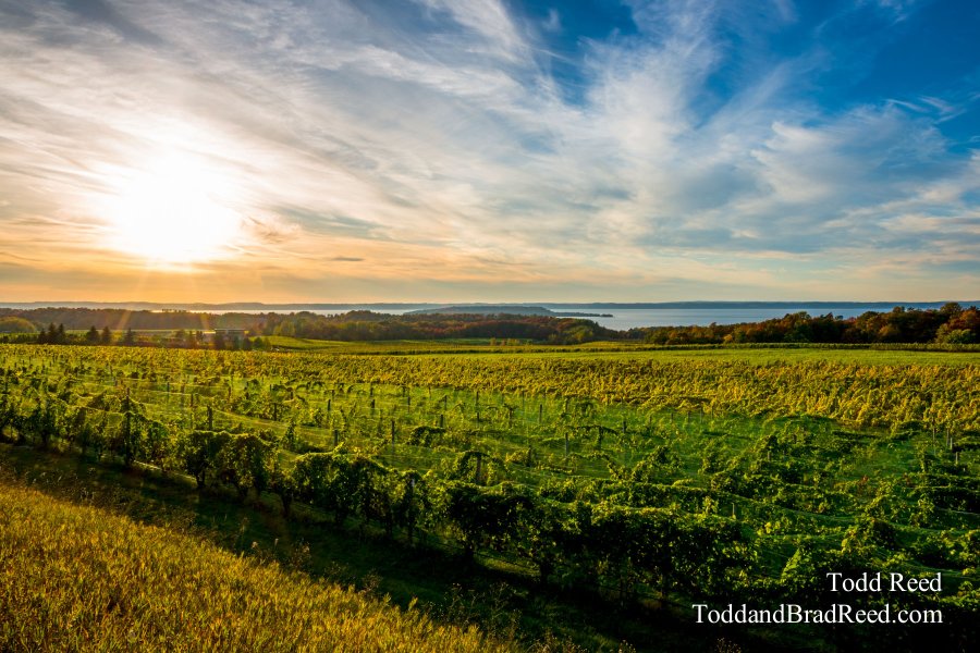 Grand Traverse Vinyard View