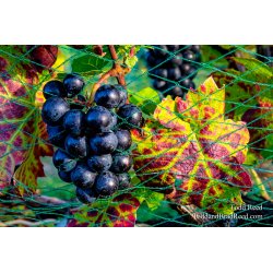 Fruit of the Vine