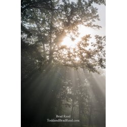 Morning Rays