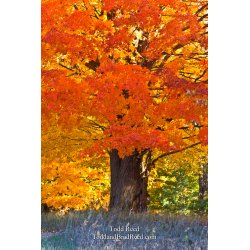 Autumn Majesty