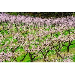 Spring Art