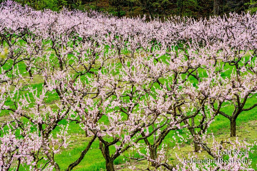 Spring Art
