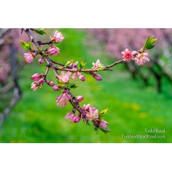 Oceana Blooms