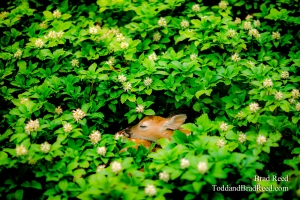 Nature and Wildlife