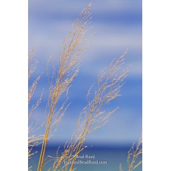 Lake Michigan Breeze