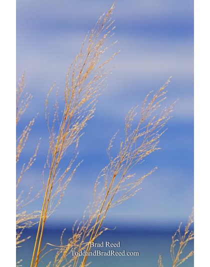 Lake Michigan Breeze
