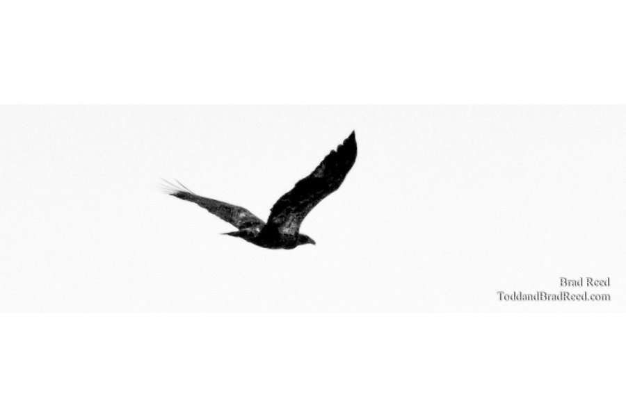 Raptor - Panoramic