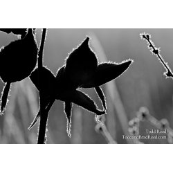 Milkweed on Ice