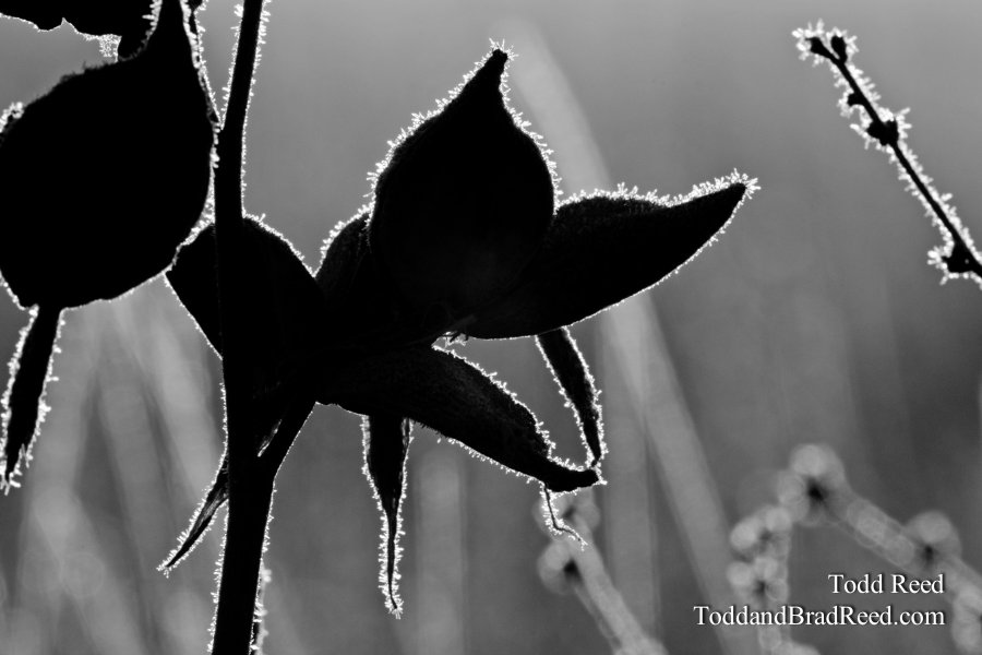 Milkweed on Ice