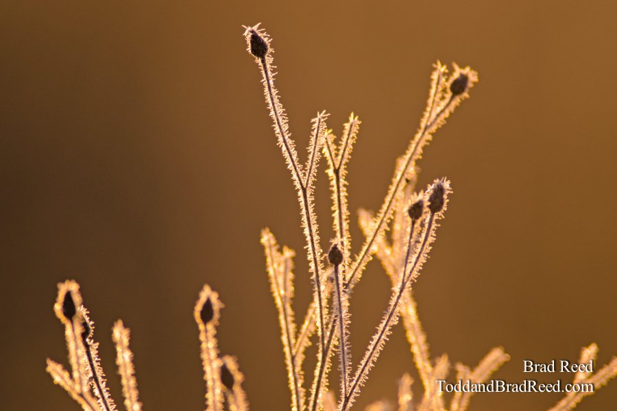 Frosty Sunrise
