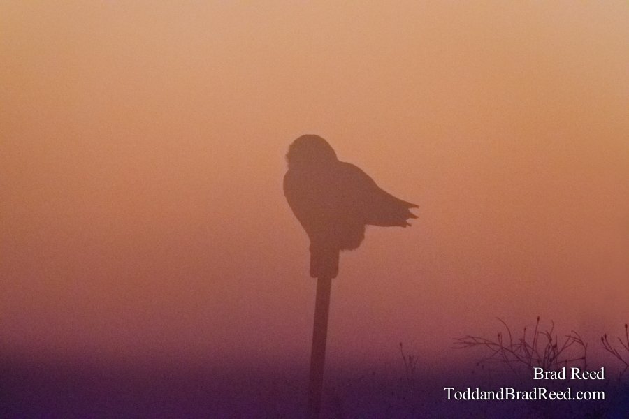 Through the Fog