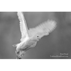 Graceful Predator