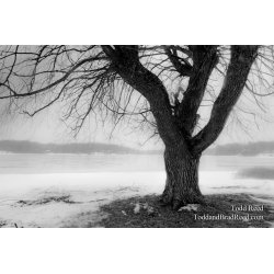 Winter Willow