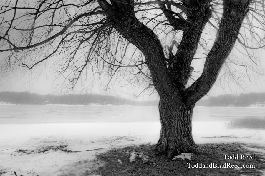 Winter Willow