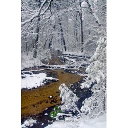 Wingelton Wonderland
