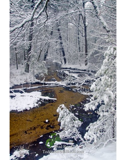 Wingelton Wonderland